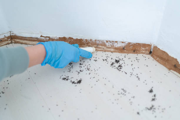 Best Termite Inspection and Treatment  in West Point, NY